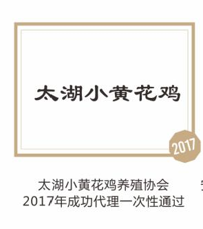 太湖小黄花鸡
